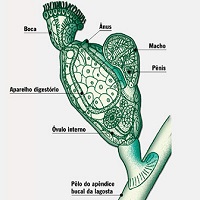 Cycliophora